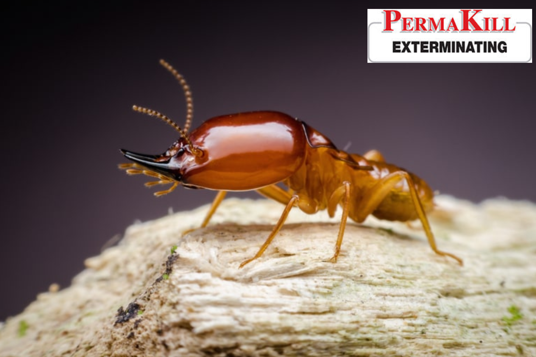 termite control