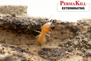 termite