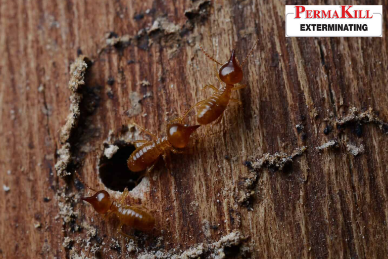 termite