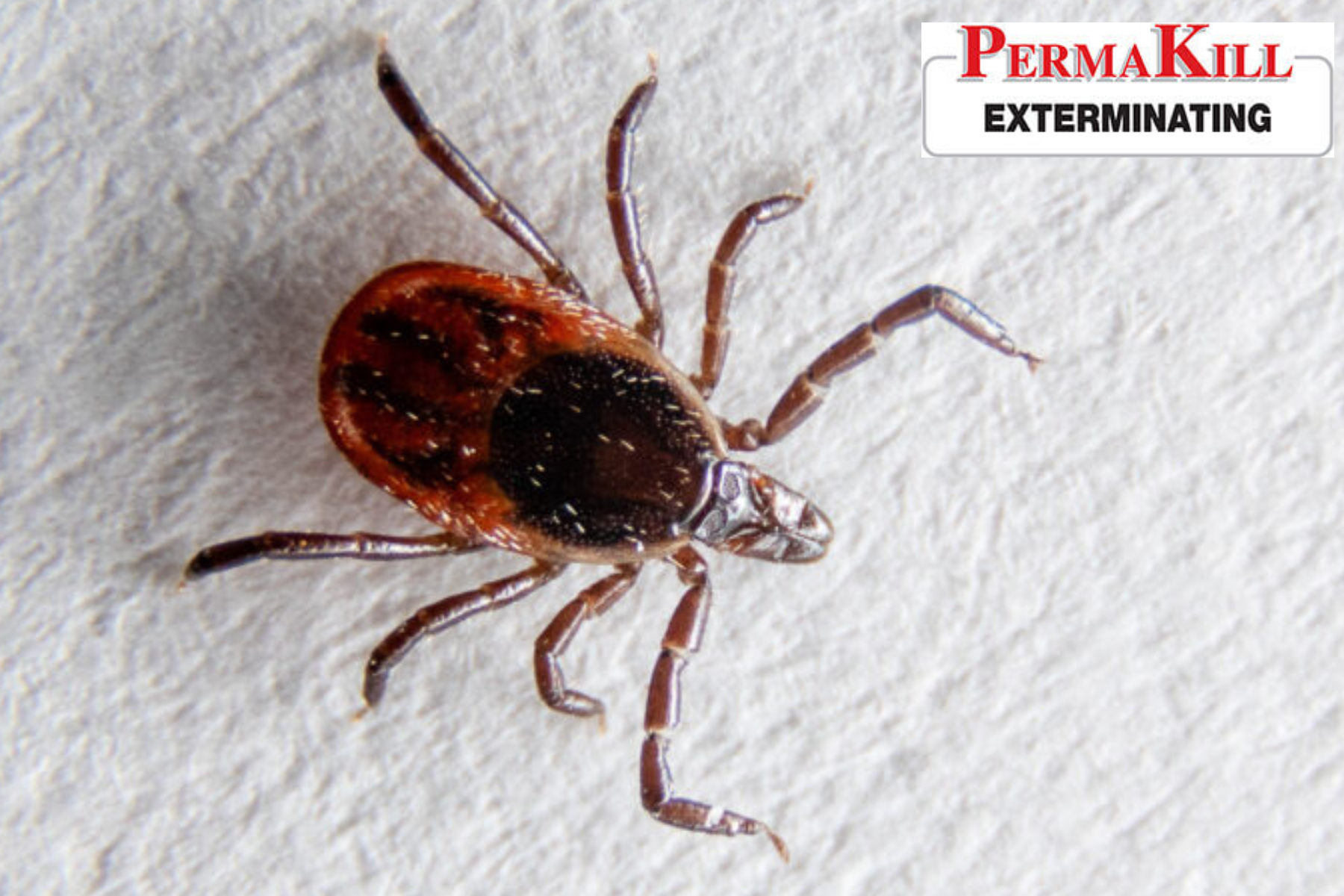 tick control