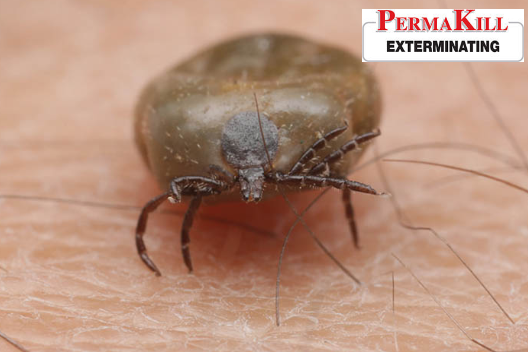 tick control
