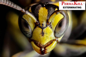 wasp control