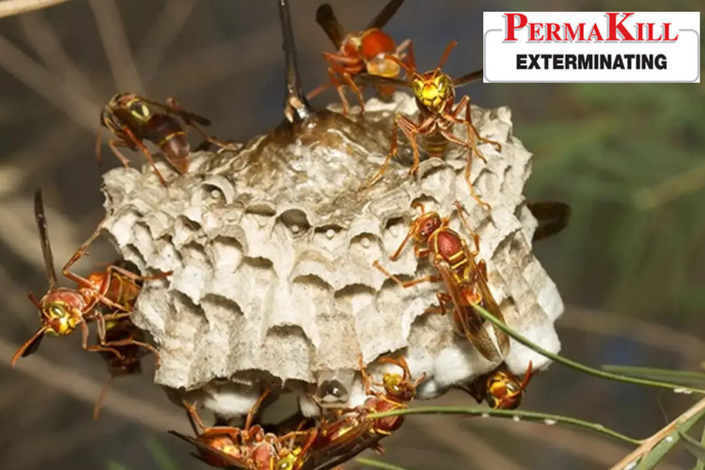 wasp control