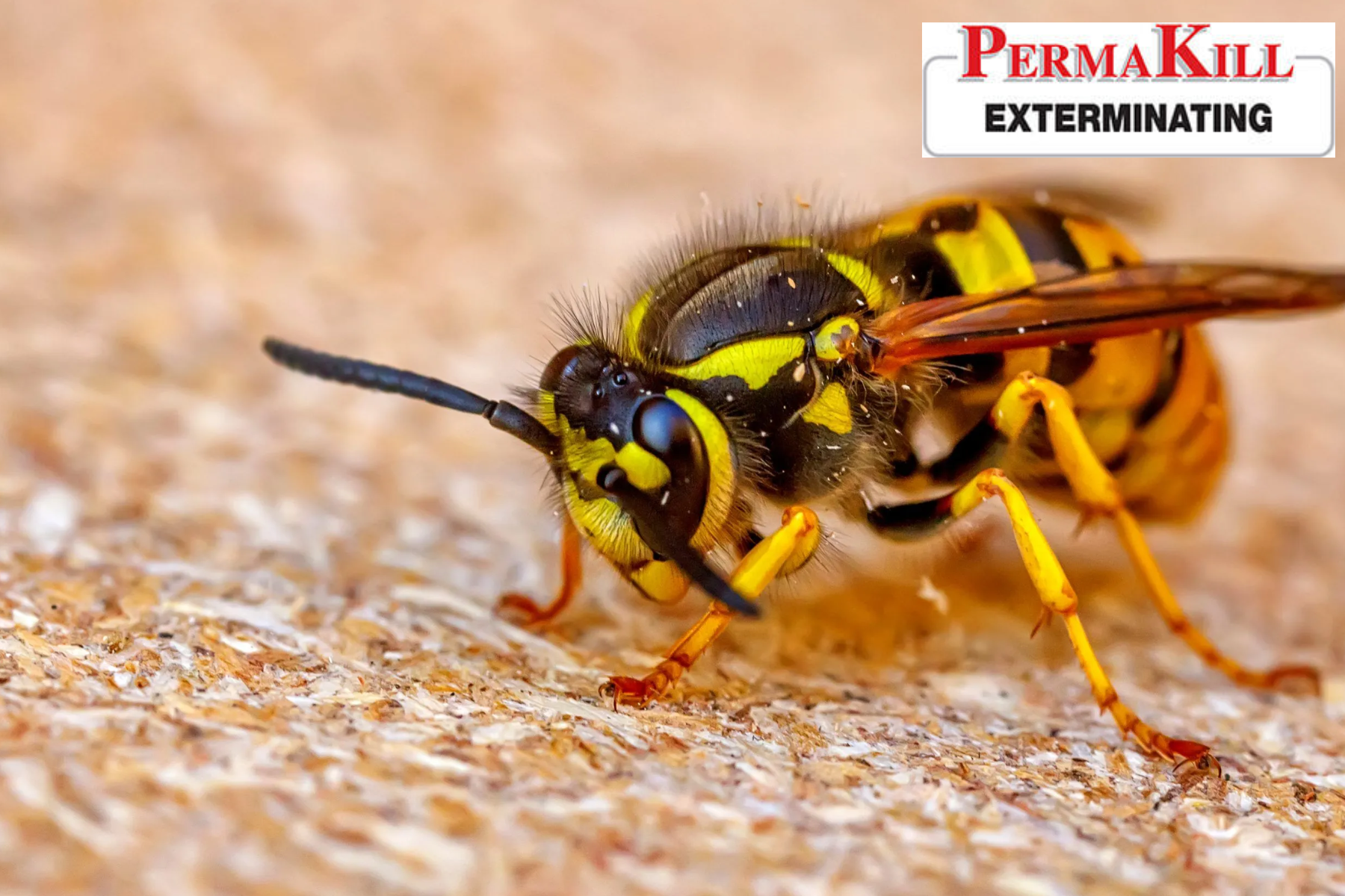 wasp control