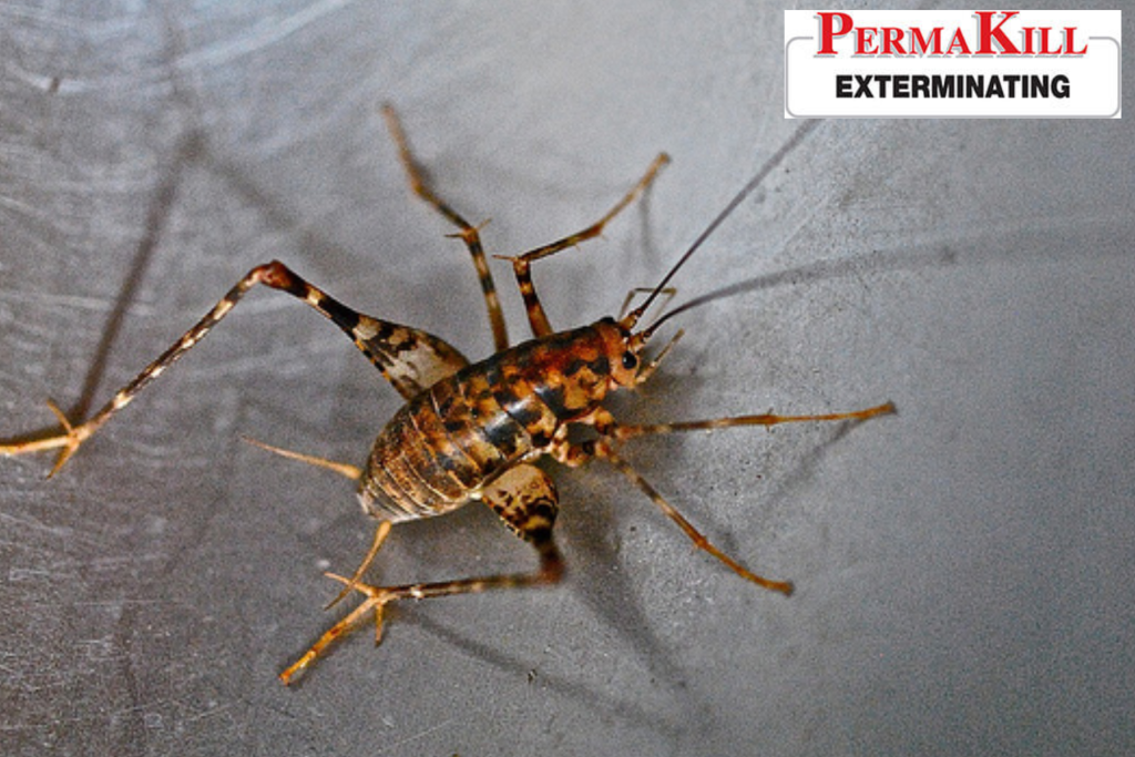 cave cricket