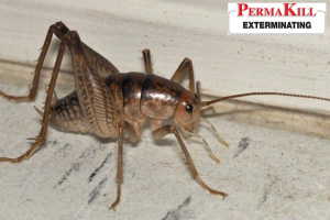 cave crickets