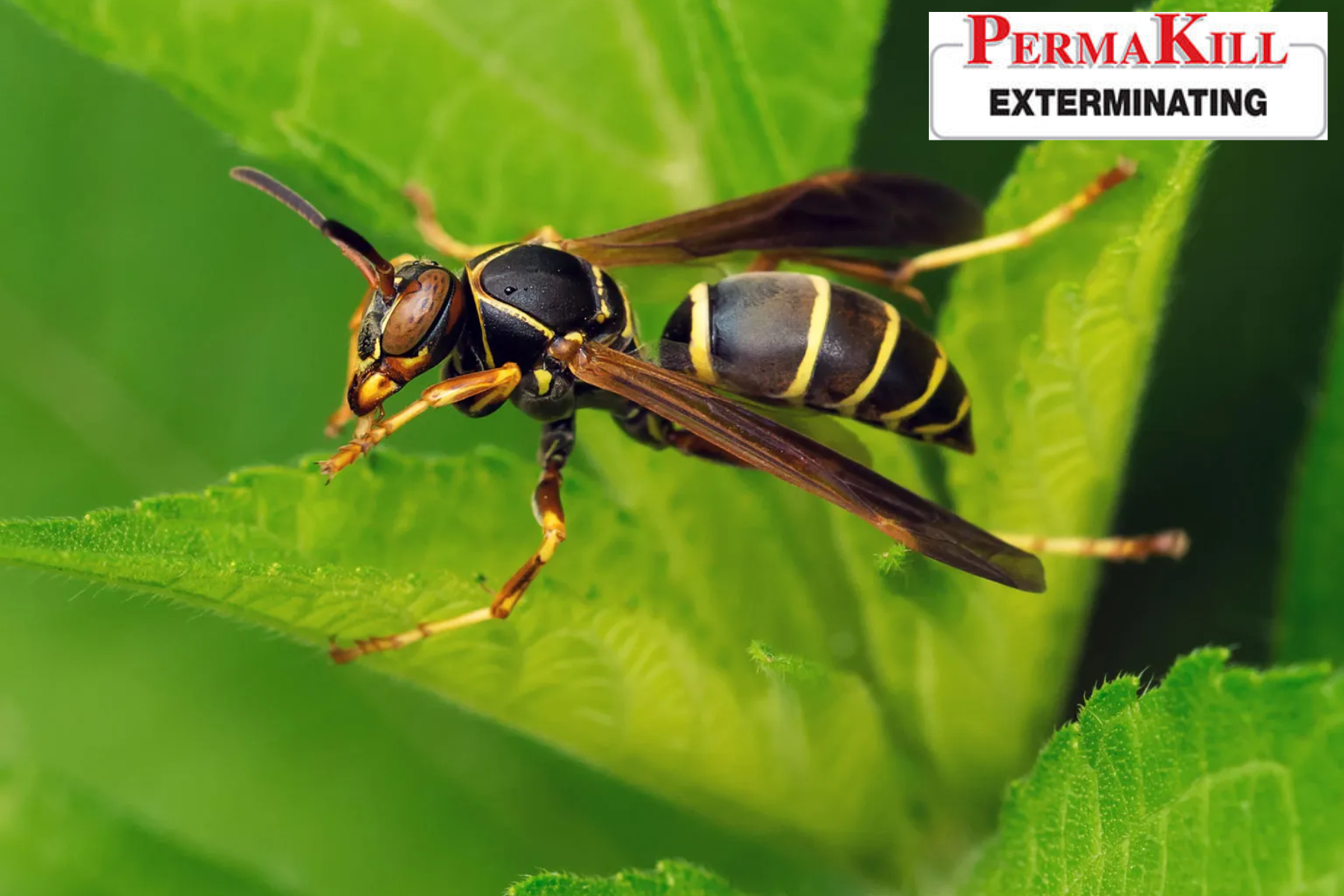 wasp