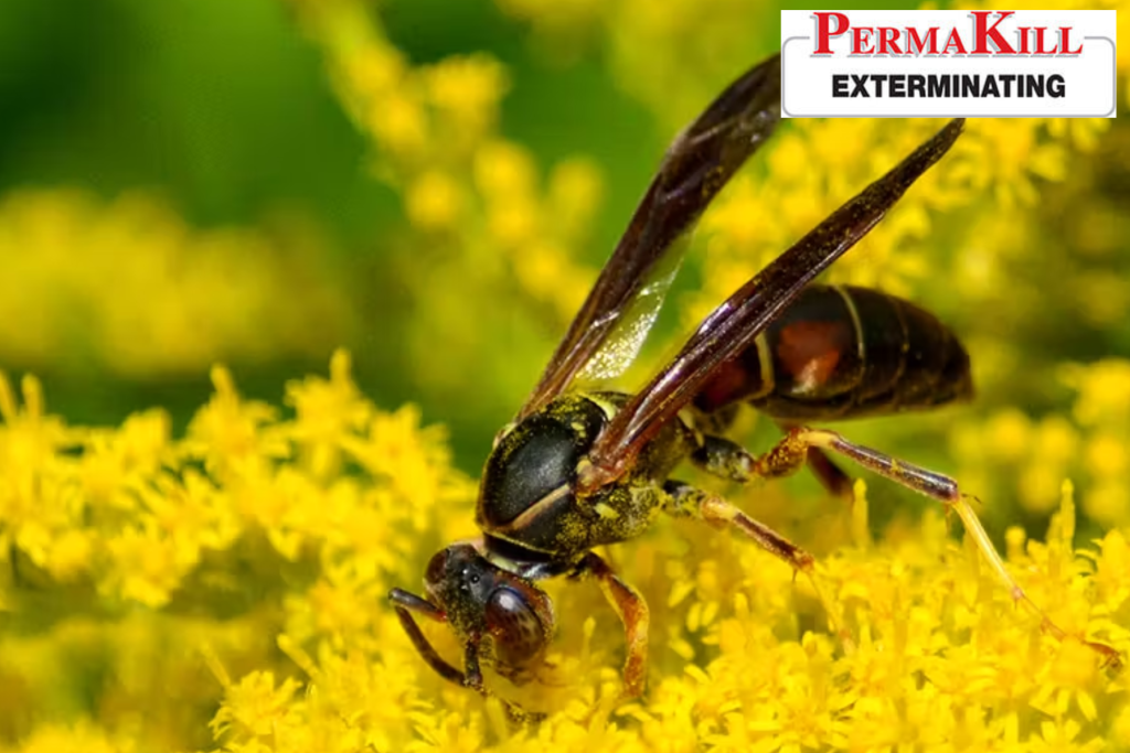 wasp
