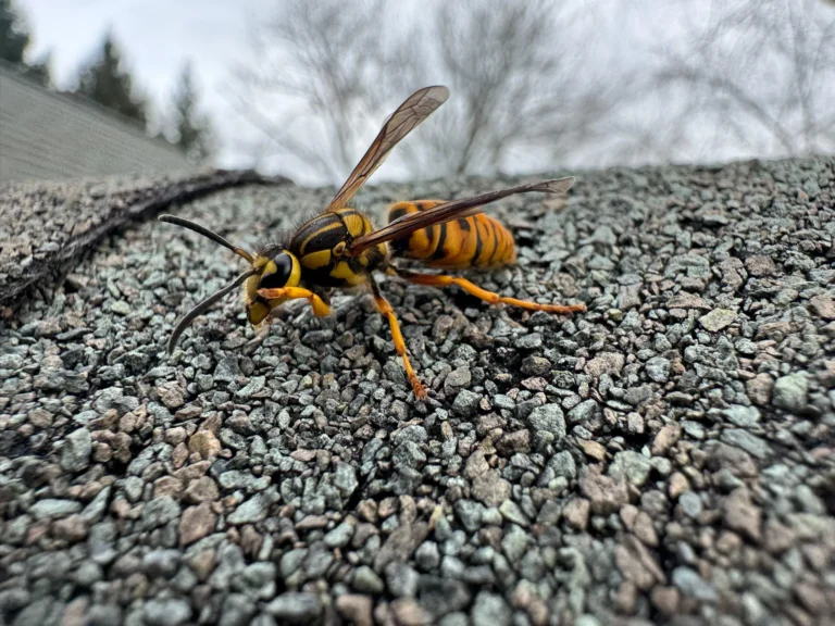 Hornets vs Yellow Jackets