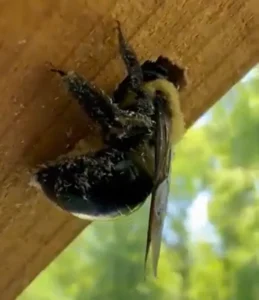Carpenter bees