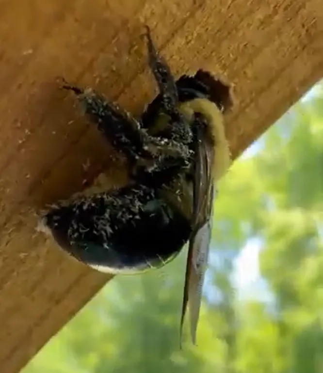 Carpenter bees