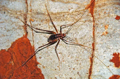 Why Are Cave Crickets In My Basement