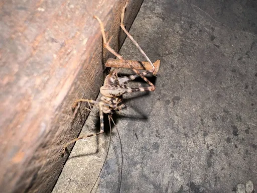 Close-up photograph of a cave/camel cricket