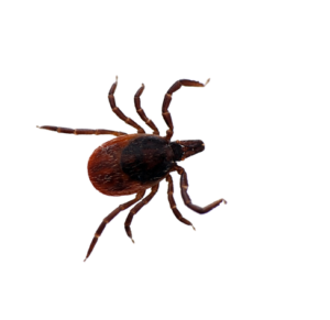 Tick