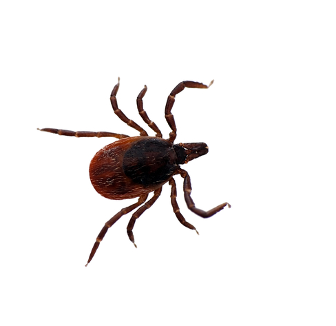 Tick