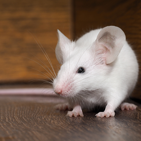 Mouse