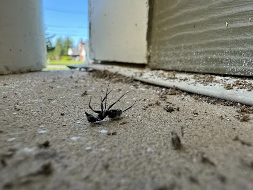 why do I have ants in my house