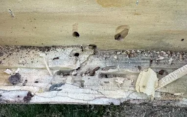 Ants